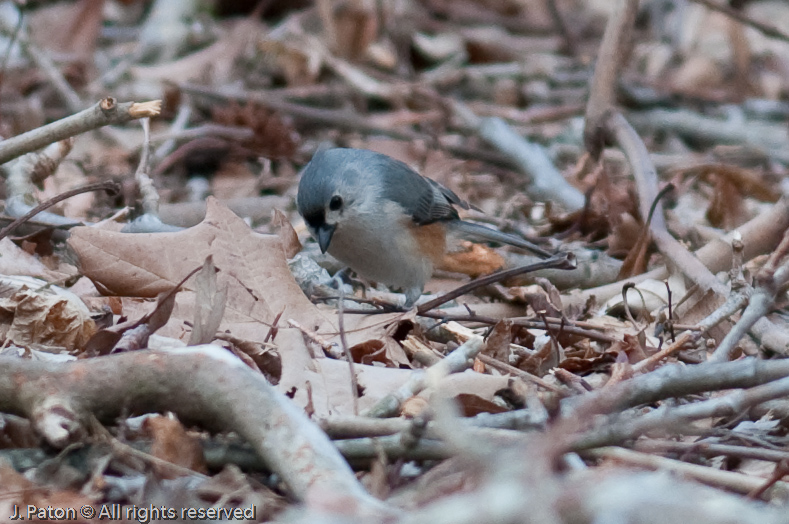Tufted Titmouse   Grassy Island Unit, Reelfoot National Wildlife Refuge, Tennessee and Kentucky