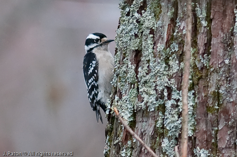 Downy Woodpecker  