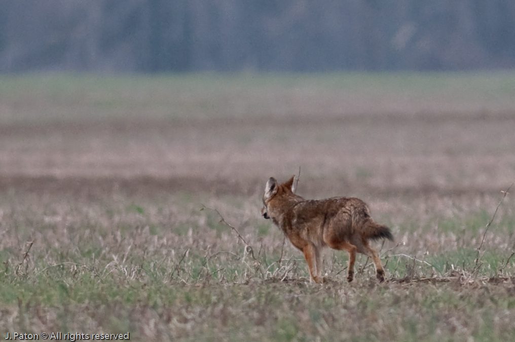 Coyote   Long Point Unit, Reelfoot National Wildlife Refuge, Tennessee and Kentucky