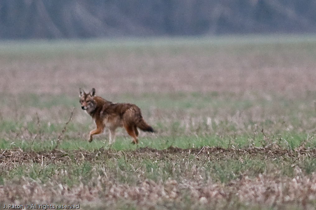 Coyote Hearing a Whistling Attempt   Long Point Unit, Reelfoot National Wildlife Refuge, Tennessee and Kentucky