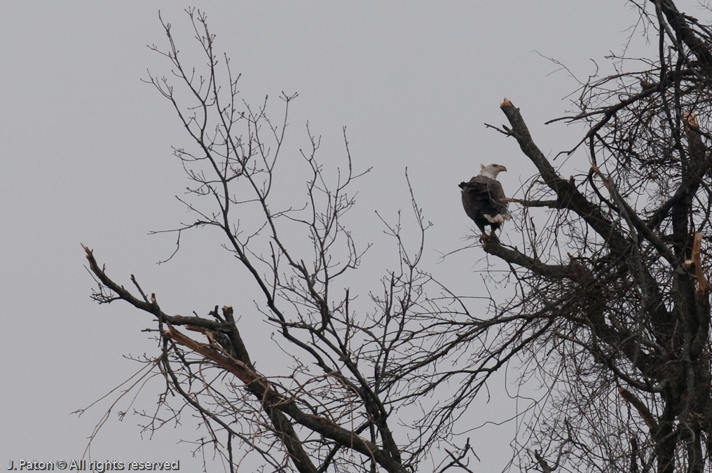 Bald Eagle on Cohoctaw McKutchen Road   Near Reelfoot State Park, Tennessee