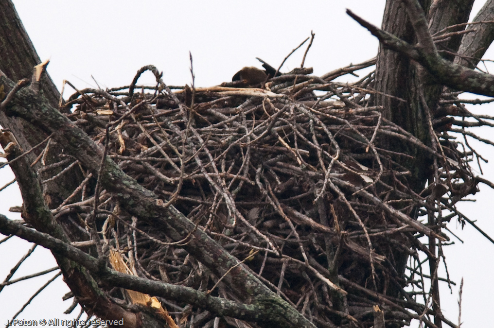 First Eagle Nest Up Close   Levee Road Near the Mississippi River, Tennessee