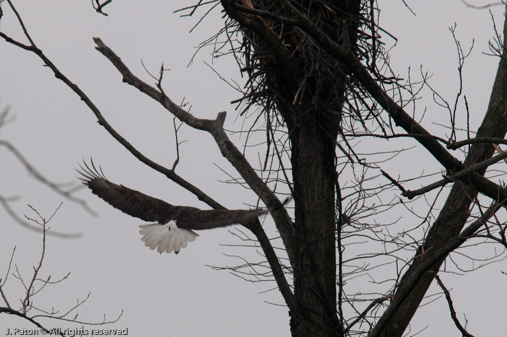 Visitor to the Nest  on Levee Road   Levee Road Near the Mississippi River, Tennessee
