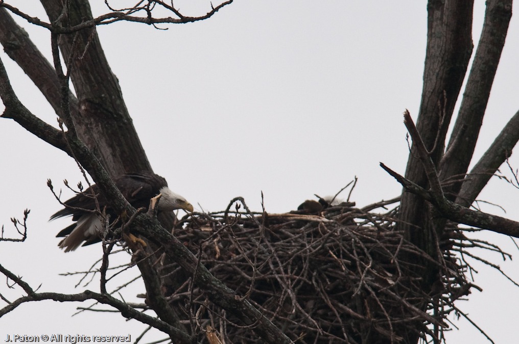 Bald Eagles on Levee Road   Levee Road Near the Mississippi River, Tennessee