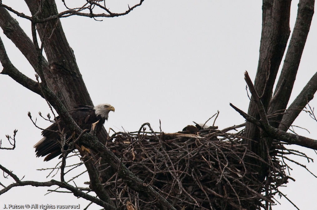 Bald Eagles on Levee Road   Levee Road Near the Mississippi River, Tennessee