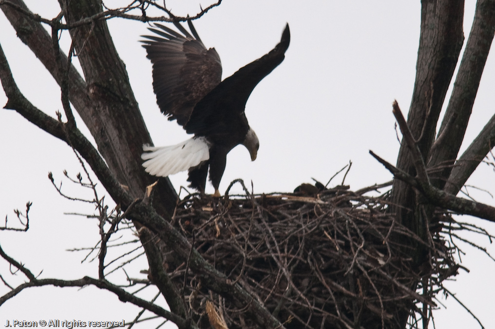 Bald Eagles on Levee Road   Levee Road Near the Mississippi River, Tennessee