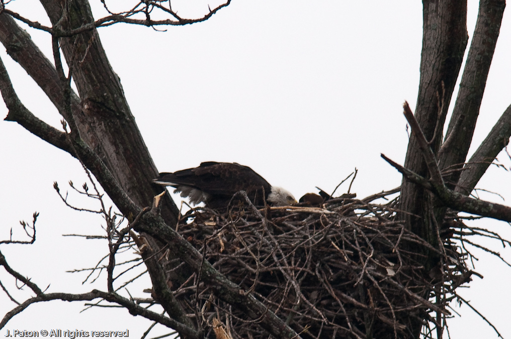 Bald Eagles on Levee Road   Levee Road Near the Mississippi River, Tennessee