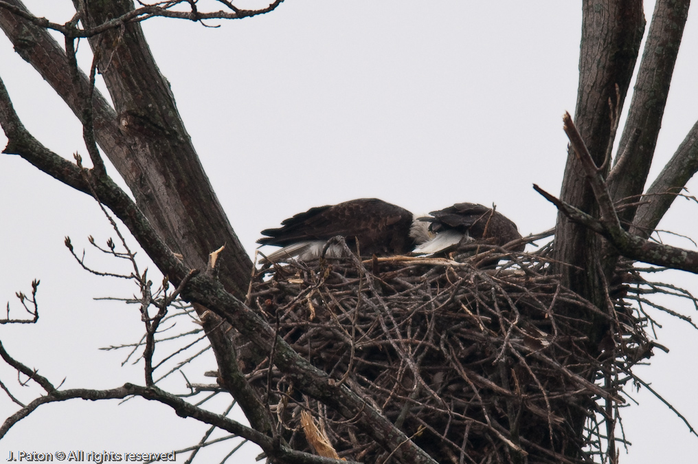 Bald Eagles on Levee Road   Levee Road Near the Mississippi River, Tennessee