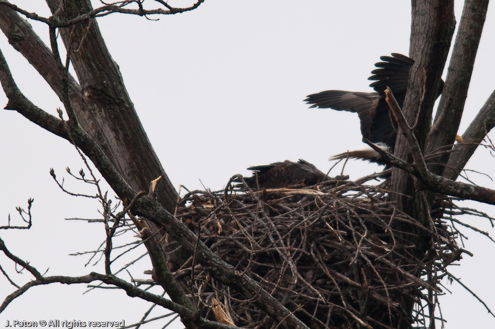 Bald Eagles on Levee Road   Levee Road Near the Mississippi River, Tennessee