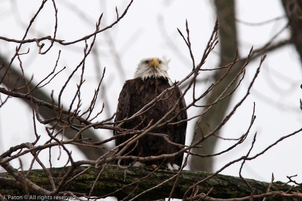 Bald Eagles on Levee Road   Levee Road Near the Mississippi River, Tennessee