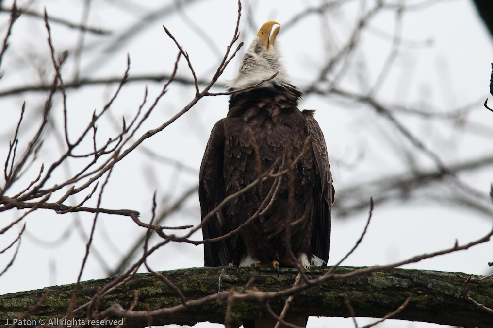 Bald Eagles on Levee Road   Levee Road Near the Mississippi River, Tennessee