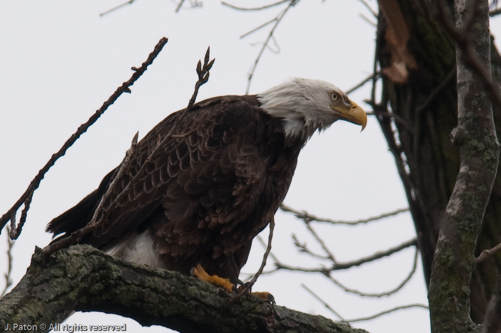 Bald Eagles on Levee Road   Levee Road Near the Mississippi River, Kentucky