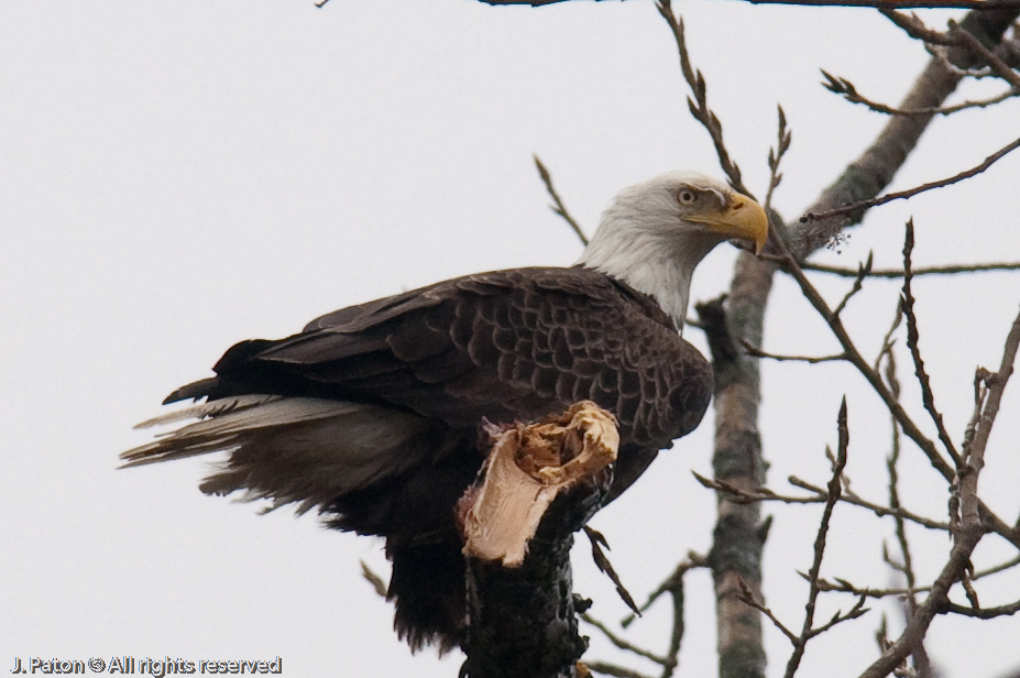 Bald Eagles on Levee Road   Levee Road Near the Mississippi River, Kentucky