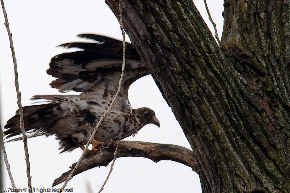 Immature Bald Eagle on Levee Road   Levee Road Near the Mississippi River, Kentucky