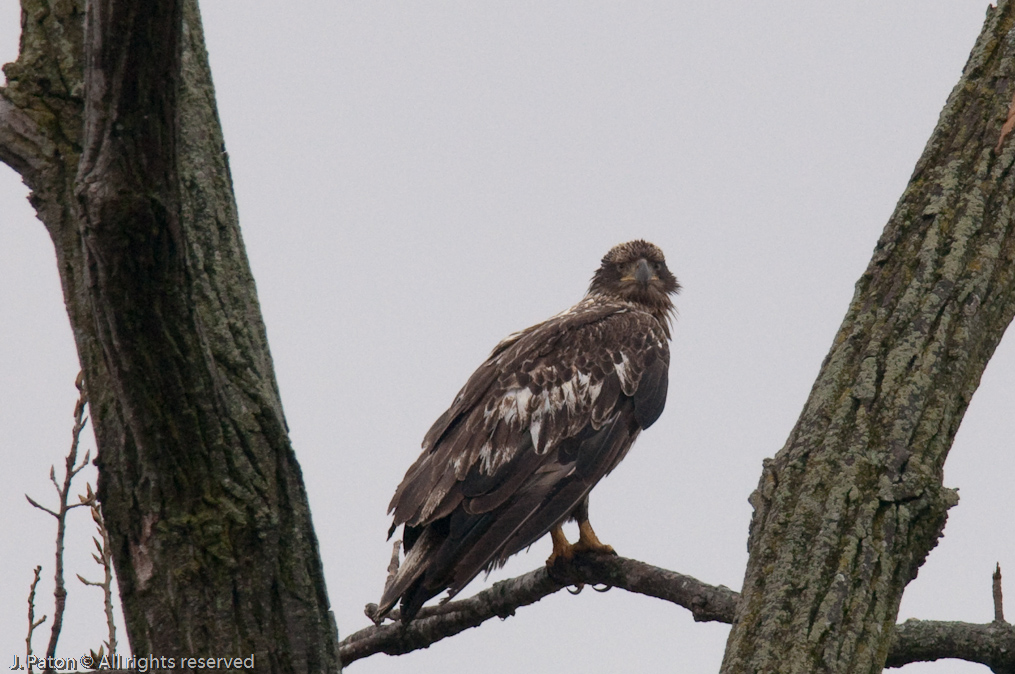 Immature Bald Eagle on Levee Road   Levee Road Near the Mississippi River, Kentucky