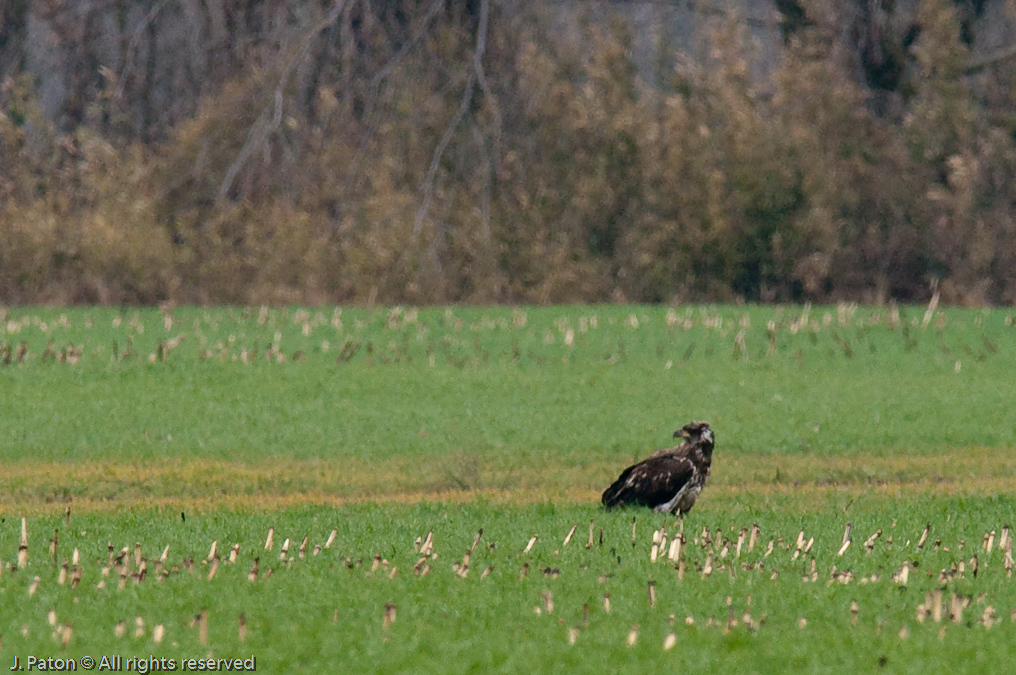 Immature Eagle on the Ground   Reelfoot National Wildlife Refuge,  Kentucky
