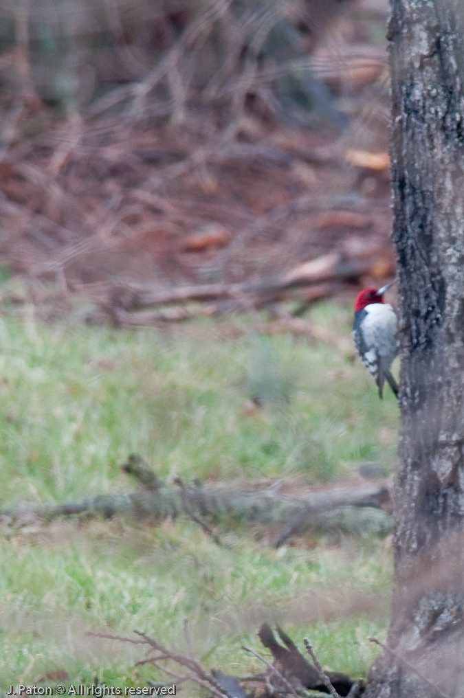 Red-headed Woodpecker   Reelfoot National Wildlife Refuge,  Tennessee