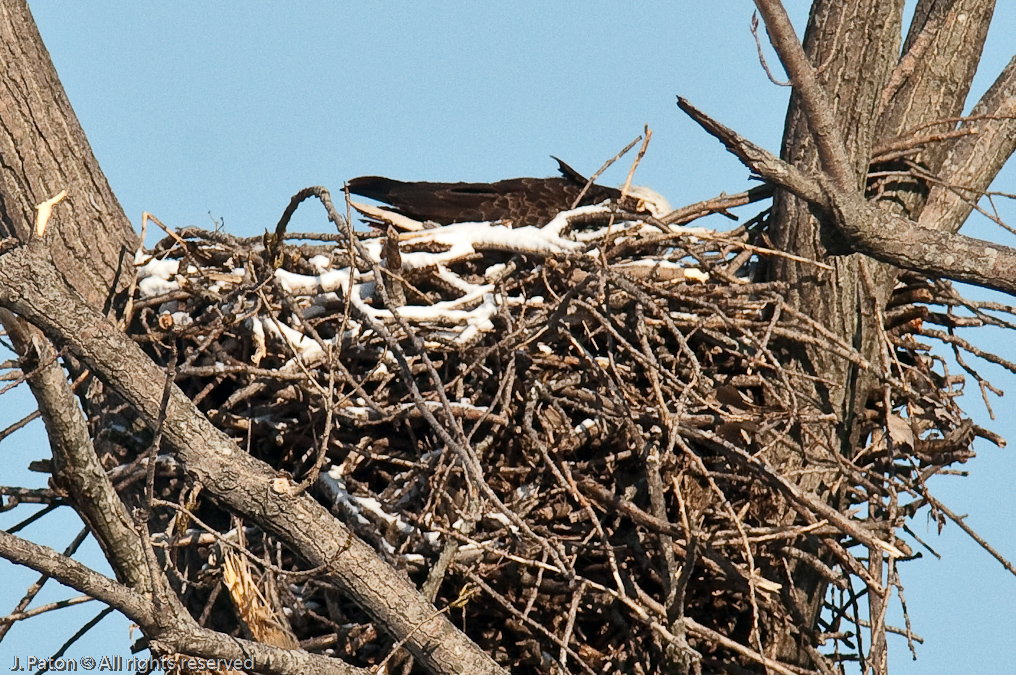 Sunny Morning at the First Nest   Levee Road Near the Mississippi River, Tennessee