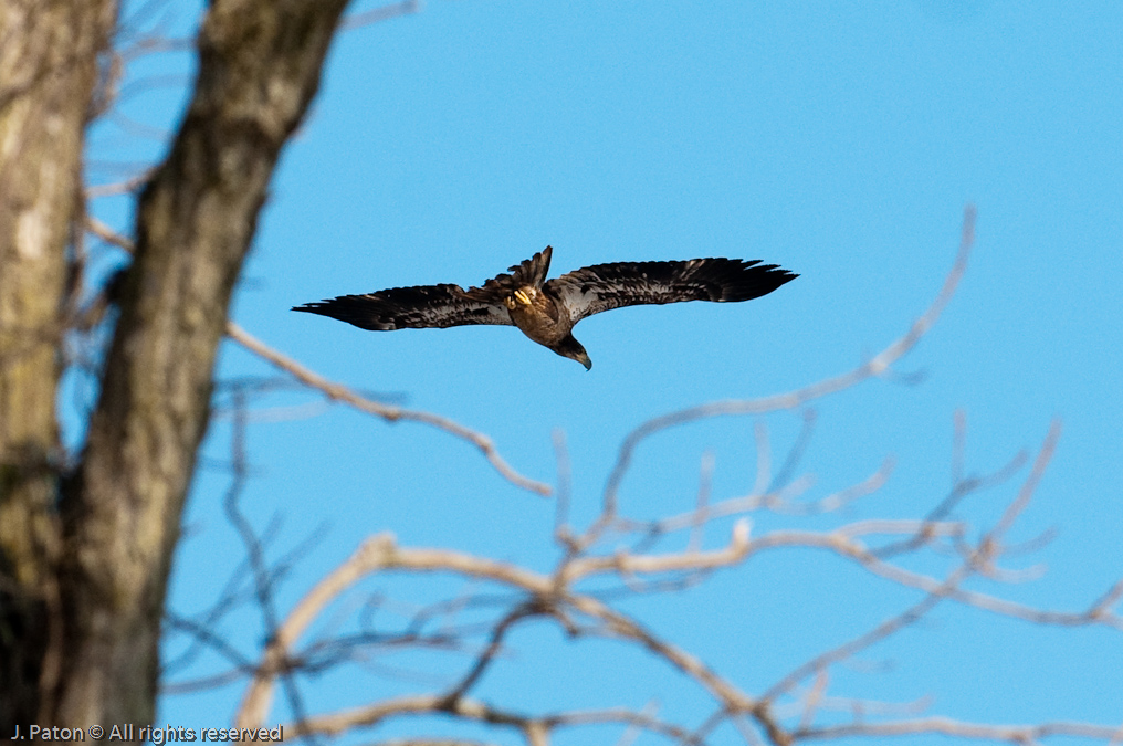 Immature Eagle Hovering over the Nest   Levee Road Near the Mississippi River, Kentucky