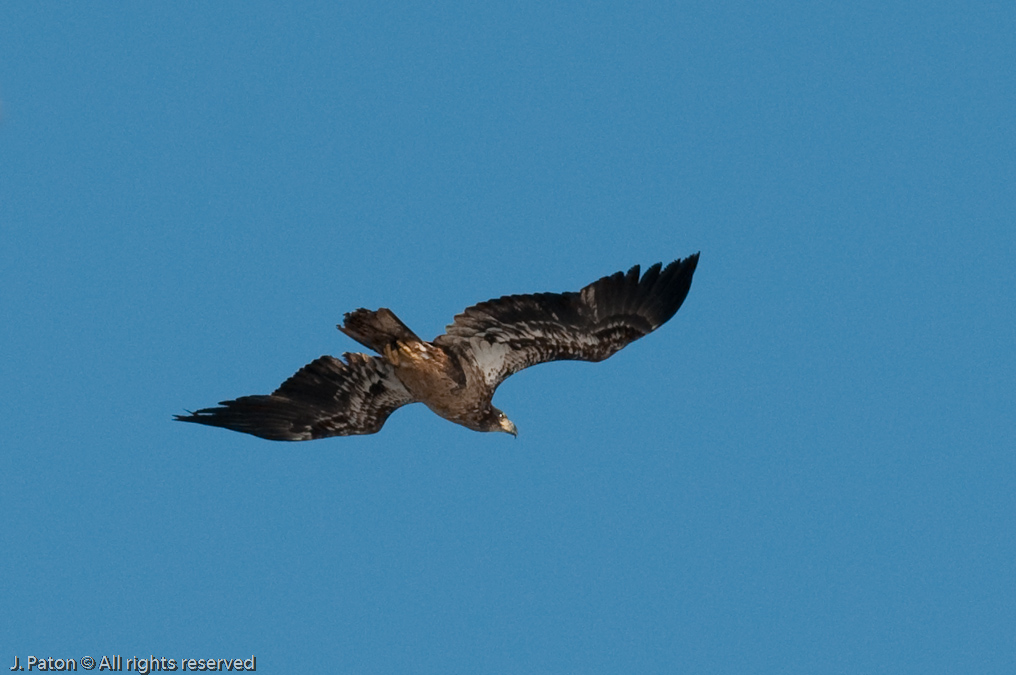 Immature Eagle Hovering over the Nest   Levee Road Near the Mississippi River, Kentucky