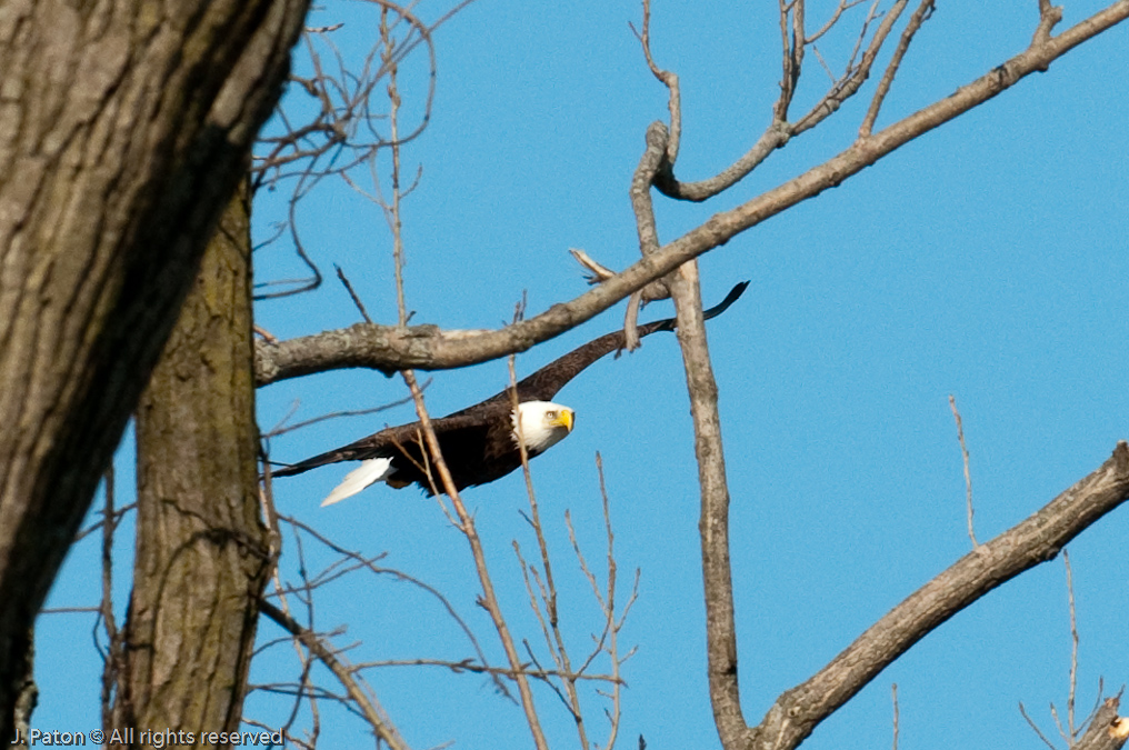 Adult Approaches The Nest   Levee Road Near the Mississippi River, Kentucky