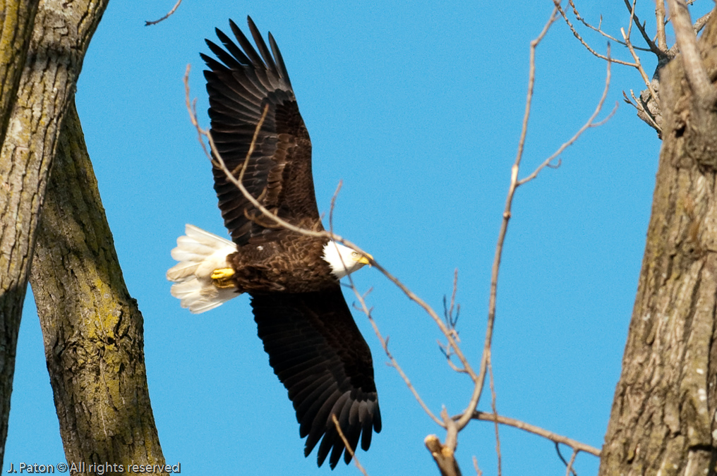 Adult Approaches The Nest   Levee Road Near the Mississippi River, Kentucky