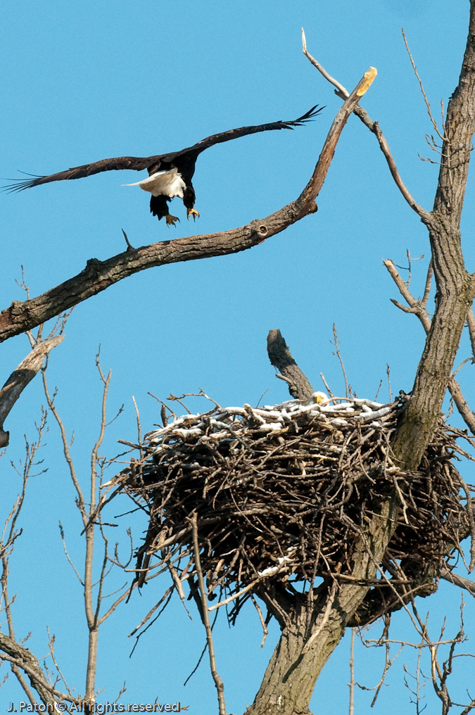 Adult Approaches The Nest   Levee Road Near the Mississippi River, Kentucky