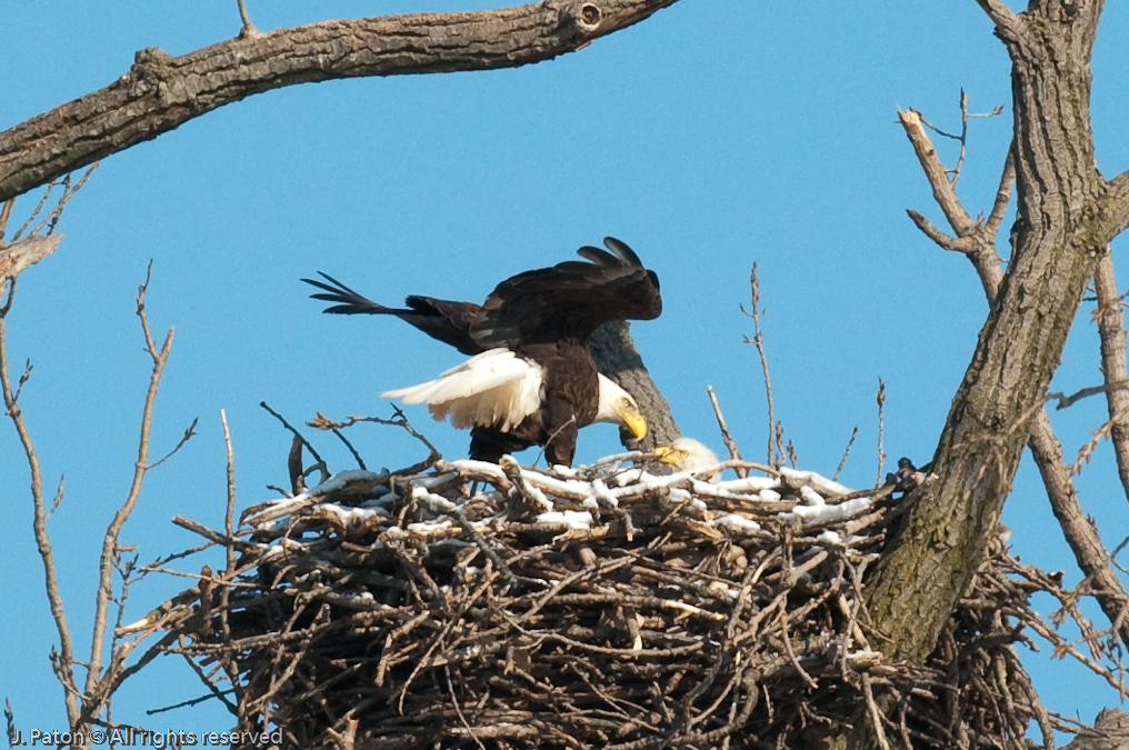 Both Bald Eagles   Levee Road Near the Mississippi River, Kentucky