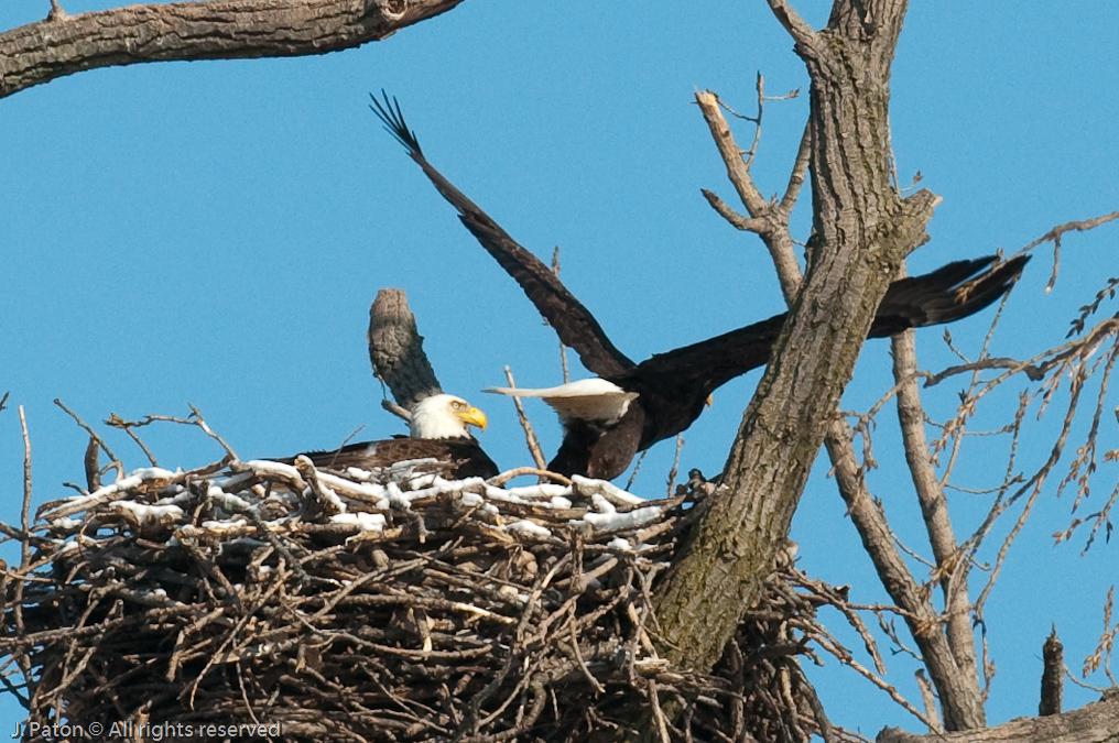Other Eagle Leaving the Nest   Levee Road Near the Mississippi River, Kentucky