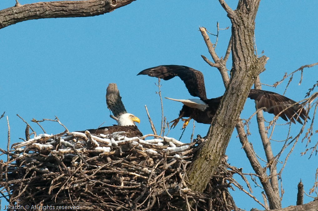    Levee Road Near the Mississippi River, Kentucky