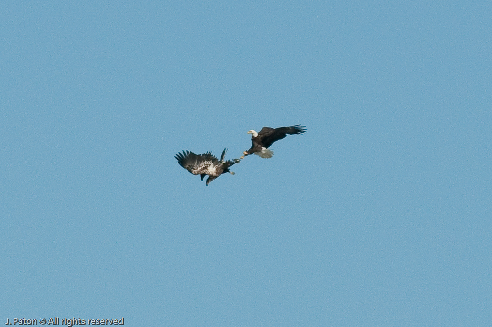 Adult and Immature Bald Eagle with Small Turtle   Levee Road Near the Mississippi River, Kentucky