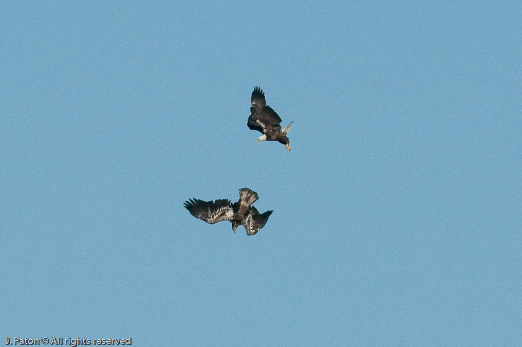 Adult and Immature Bald Eagle with Small Turtle   Levee Road Near the Mississippi River, Kentucky