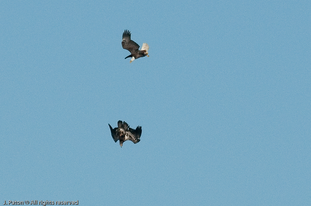 Adult and Immature Bald Eagle with Small Turtle   Levee Road Near the Mississippi River, Kentucky