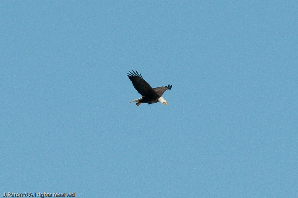 Adult and Immature Bald Eagle with Small Turtle   Levee Road Near the Mississippi River, Kentucky