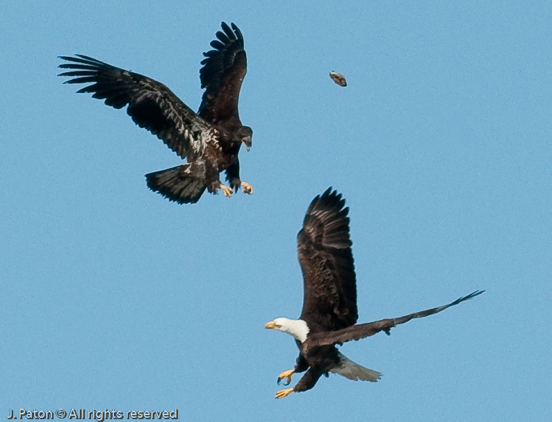 Adult and Immature Bald Eagle with Small Turtle   Levee Road Near the Mississippi River, Kentucky
