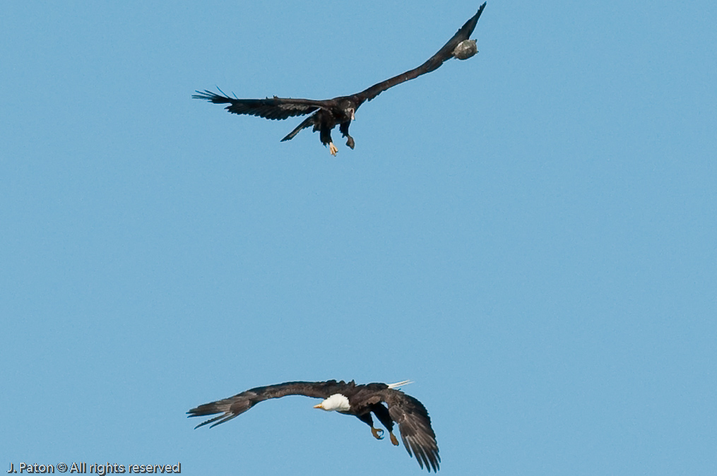 Adult and Immature Bald Eagle with Small Turtle   Levee Road Near the Mississippi River, Kentucky