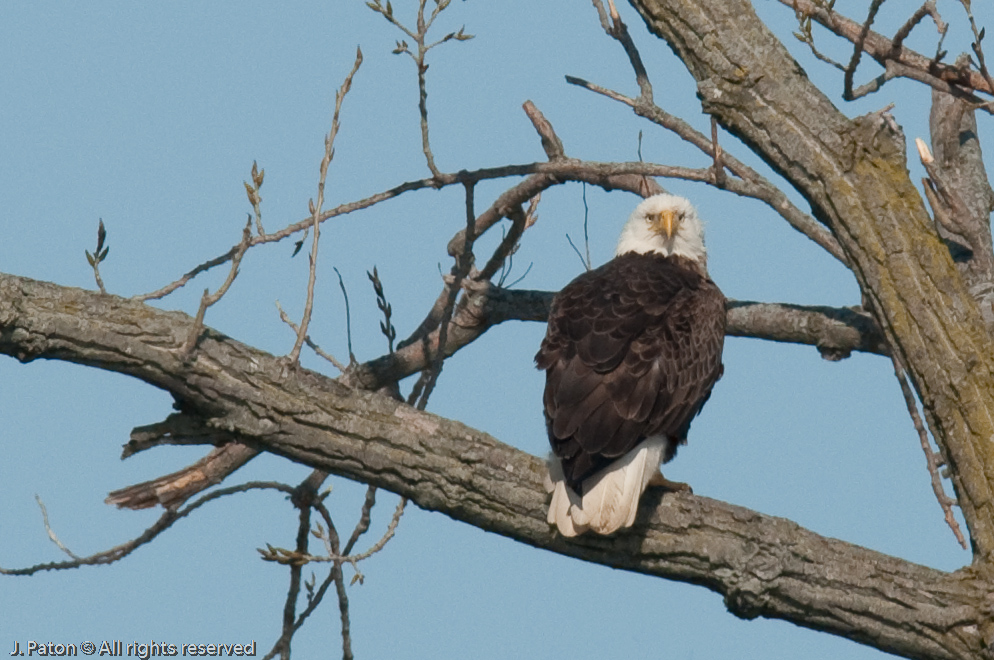 Bald Eagle Stare   Levee Road Near the Mississippi River, Kentucky