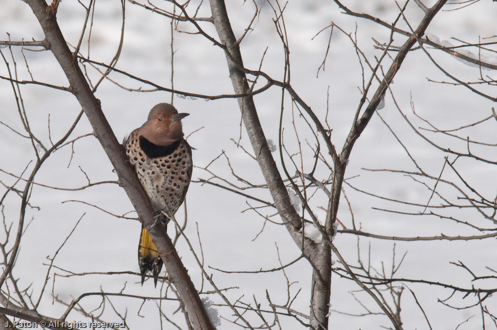 Northern Flicker   Reelfoot National Wildlife Refuge,  Kentucky
