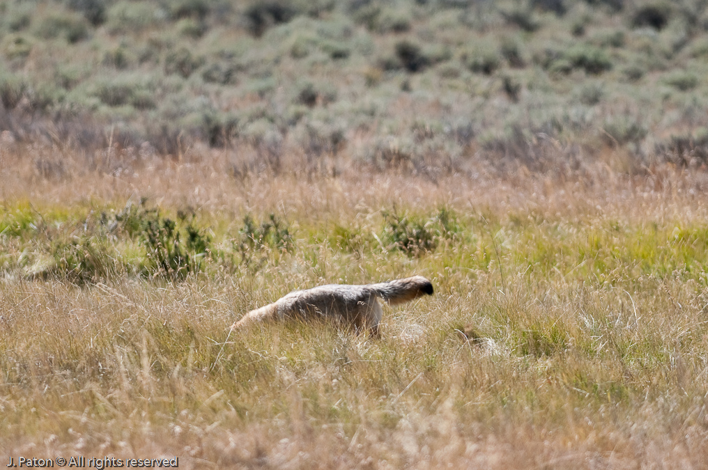 Coyote Pounce Animation  
