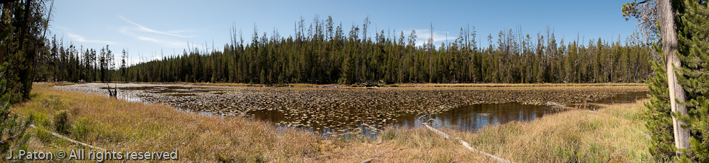 Lily Pad Lake   Ribbon Lake Trail, Canyon Area, Yellowstone National Park, Wyoming