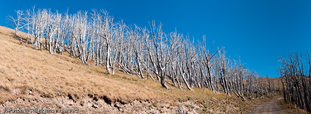 Dead Trees on Mt. Washburn Trail   Mount Washburn, Yellowstone National Park, Wyoming