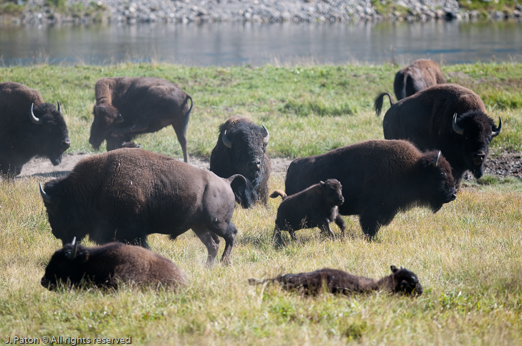 Everyone Scatters when the Big Male Shows Up   Hayden Valley, Yellowstone National Park, Wyoming