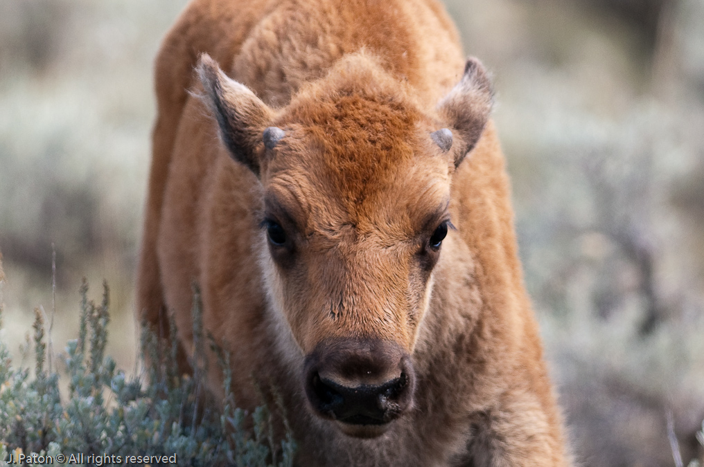 Bison Calf Closeup   Hayden Valley, Yellowstone National Park, Wyoming