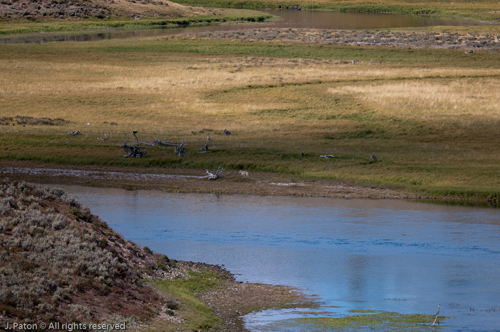 Coyote in Hayden Valley   Hayden Valley, Yellowstone National Park, Wyoming