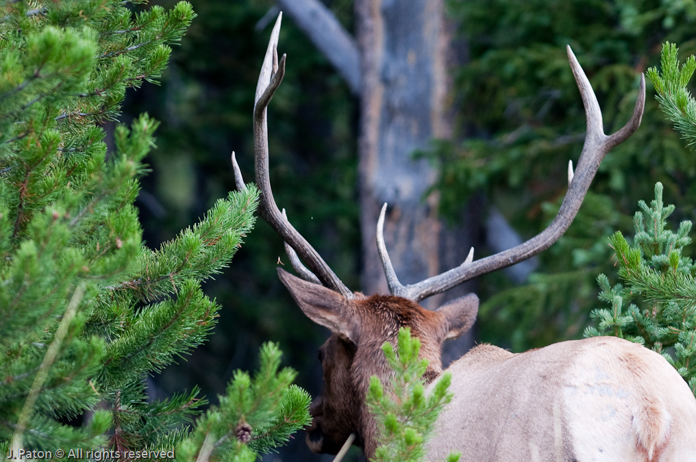 Antlers   West Thumb Area, Yellowstone National Park, Wyoming