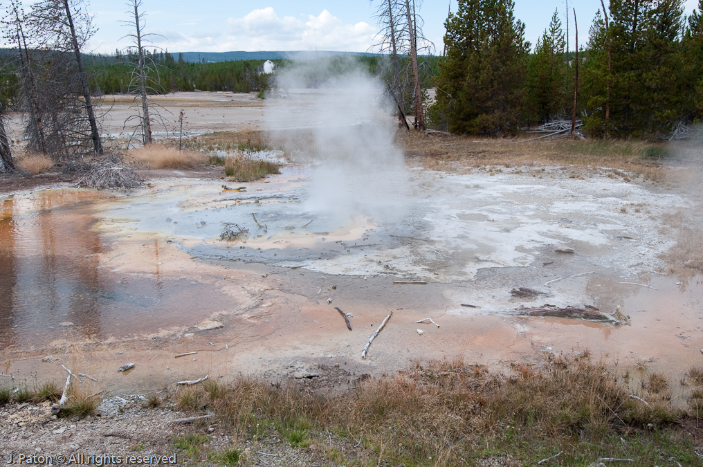 Minute Geyser   Norris Geyser Basin, Yellowstone National Park, Wyoming