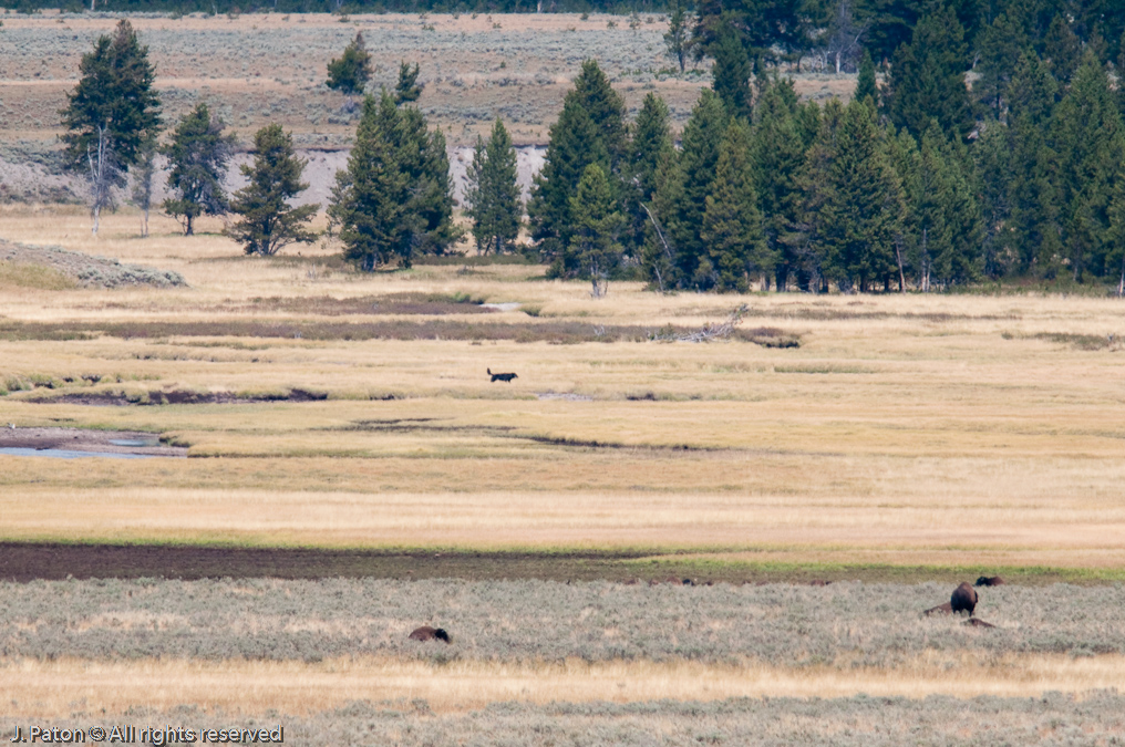 First Wolf of the Trip   Hayden Valley, Yellowstone National Park, Wyoming