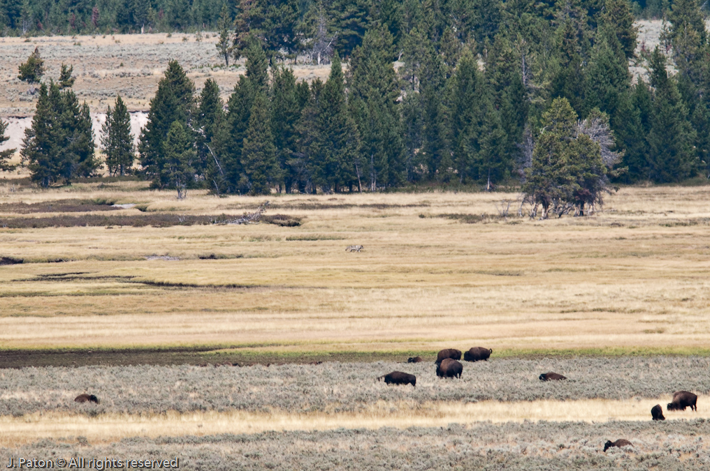 Another Wolf   Hayden Valley, Yellowstone National Park, Wyoming