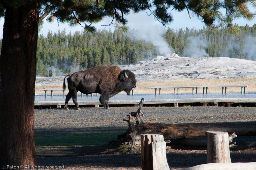 Bison Near Old Faithful and Boardwalk   Upper Geyser Basin, Yellowstone National Park, Wyoming