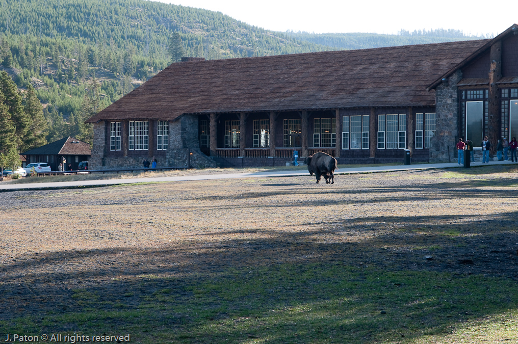 Bison Strolling by the Old Faithful Lodge   Old Faithful Lodge, Upper Geyser Basin, Yellowstone National Park
